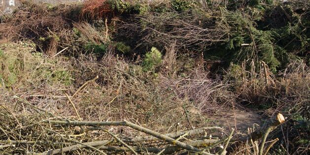 abgelagerter Baum- und Strauchschnitt auf einem Häckselplatz