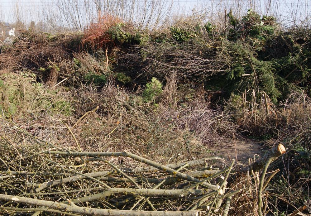 abgelagerter Baum- und Strauchschnitt auf einem Häckselplatz